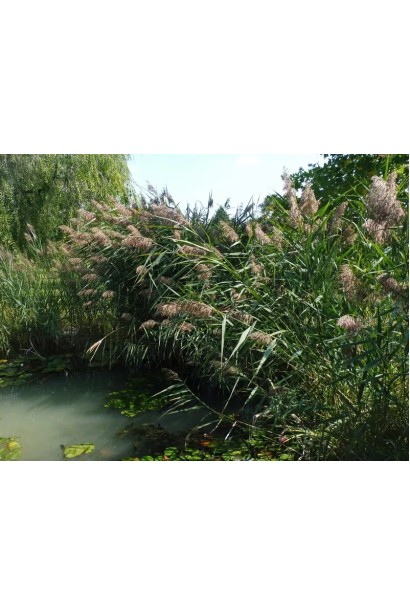 Очерет звичайний посадка